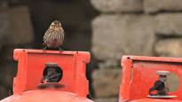 Birdwatchers flock to North Ronaldsay after rare bird sighting