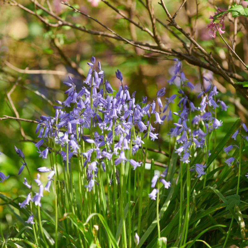 Group of bluebells with green leaves in a natural setting