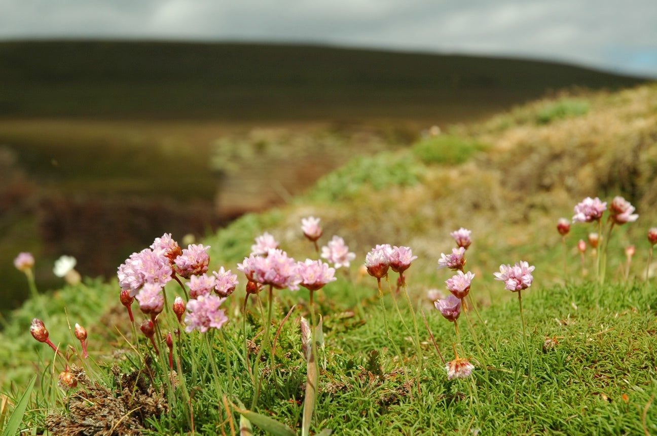 machair on cliffs
