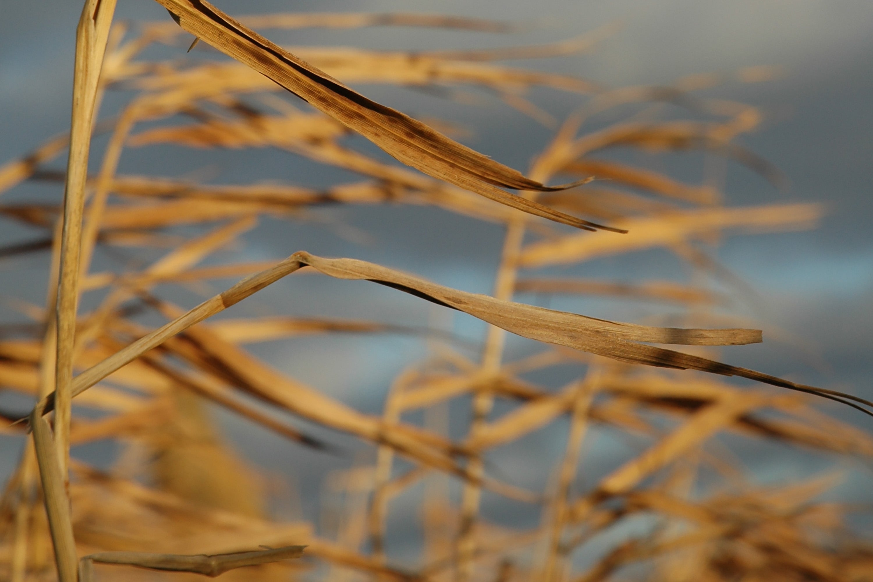 crops at sunset