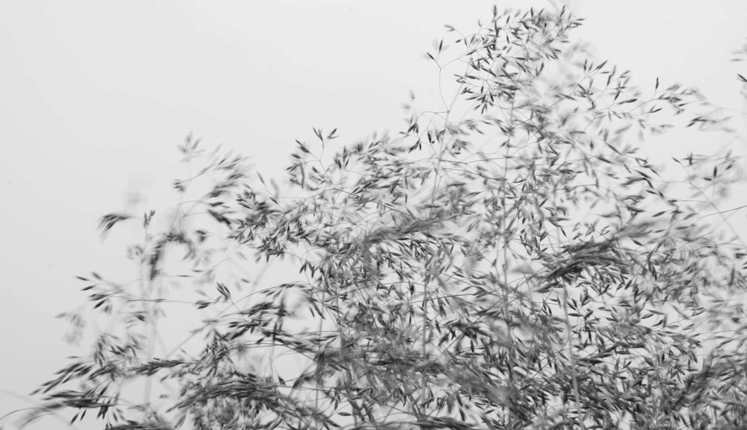 Black and white photo of grasses on a light gray background